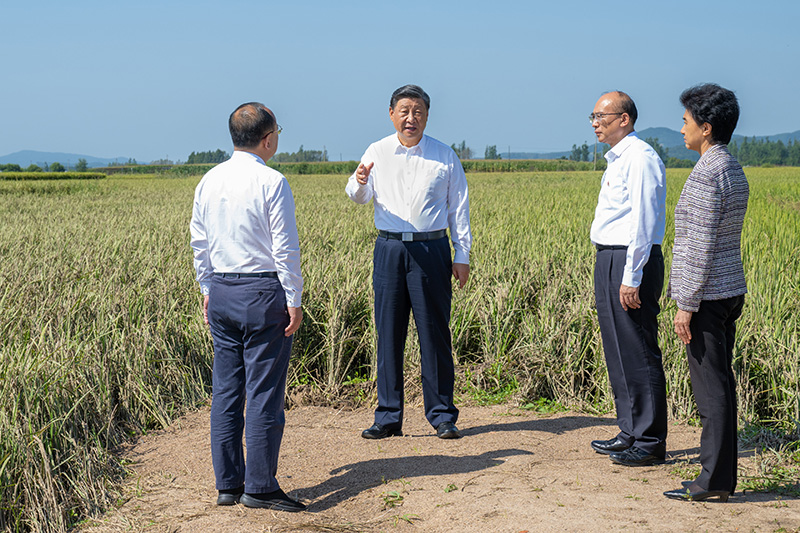 9月6日至8日，中共中央總書記、國家主席、中央軍委主席習近平在黑龍江考察。這是7日上午，習近平在遭受洪澇災(zāi)害的哈爾濱尚志市老街基鄉(xiāng)龍王廟村，察看水稻受災(zāi)情況。